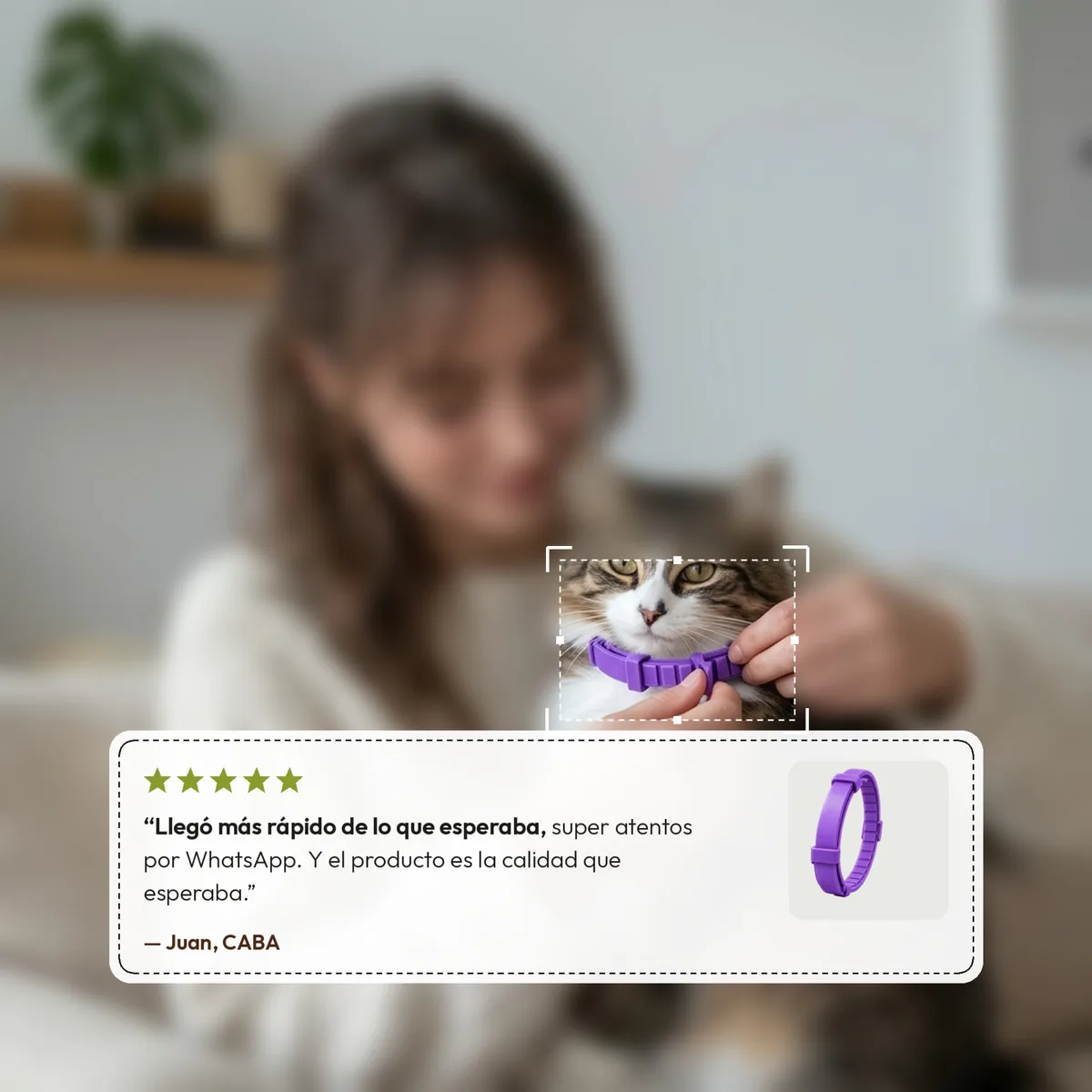 Manos colocándole el collar calmante violeta a un gato, junto a una reseña de 5 estrellas