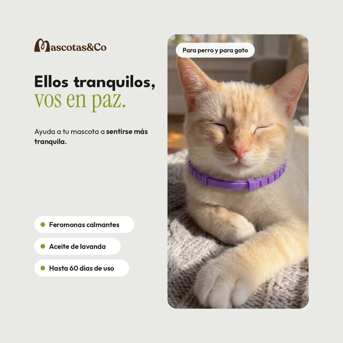 Gato claro descansando con el collar calmante violeta puesto